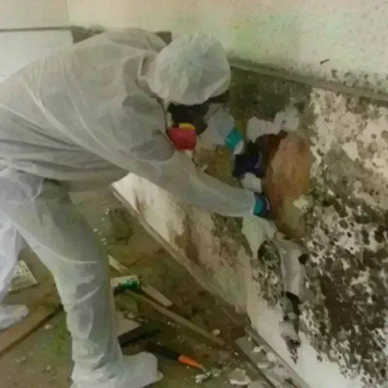 Mold Remediation and Removal in Burt County, NE